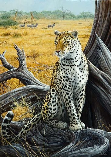 leopard - leopard - Savuti, Botswana by Jeremy Paul