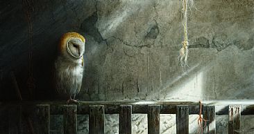 Shadows - Barn owl - barn owl by Jeremy Paul