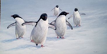 cool runners - Adelie penguins by Jeremy Paul