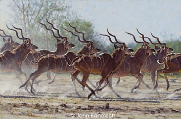 Bachelor Herd  - Kudu by John Banovich