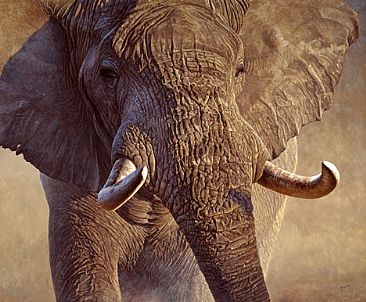 Big Ivory -  by John Banovich