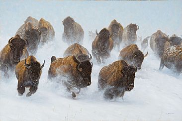 Silent Thunder - wildlife, bison by John Banovich