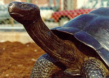 Galapagos Tortoise - Galapagos Tortoise by Eric Berg