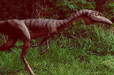 Dinosaur - Syntarsus (Dinosaur) by Jeffrey Whiting
