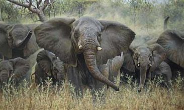Mary's Matriarch - Elephants by Guy Coheleach