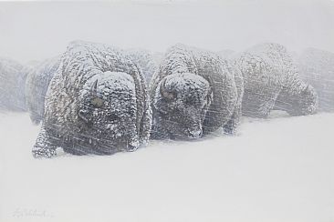 Winter Whiteout Bison -  by Guy Coheleach