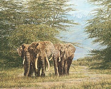 Amboseli Ancients - Elephants by Simon Combes