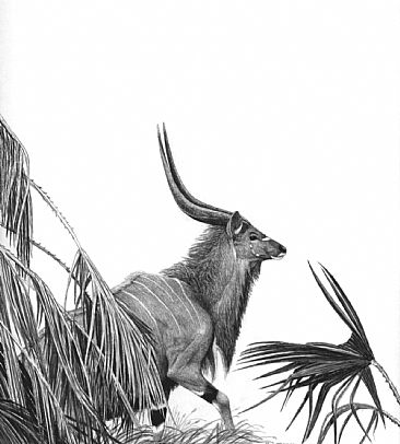 Lowland Nyala (Buck) -  by Mel Dobson
