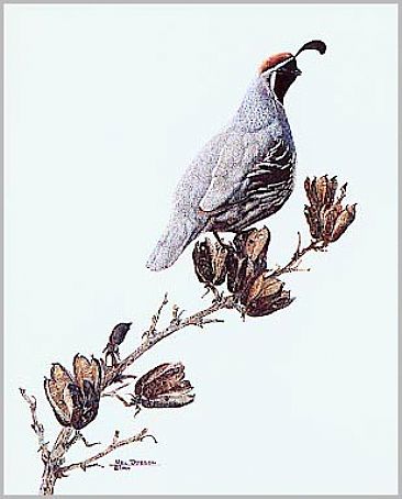 L156  The Lookout - Gambol's Quail by Mel Dobson