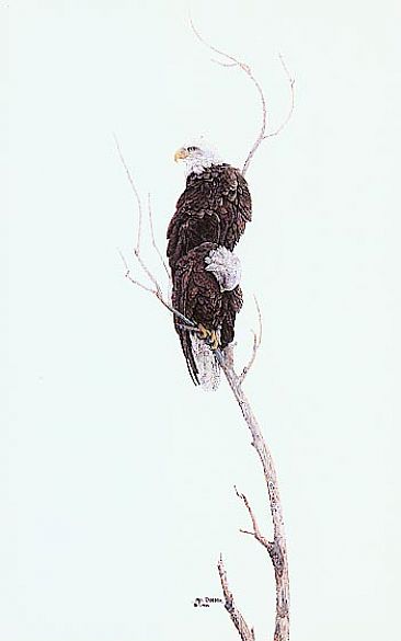 L157  The Gathering - Pair of Bald Eagles by Mel Dobson