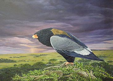Bateleur Eagle -  by Mel Dobson