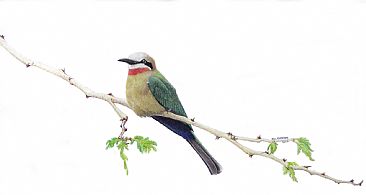 White Fronted Bee Eater -  by Mel Dobson