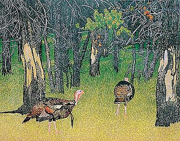 Wild Turkey - Wild Turkey by Andrea Rich