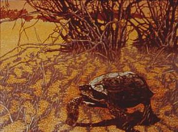 Desert Tortoise - Tortoise by Andrea Rich