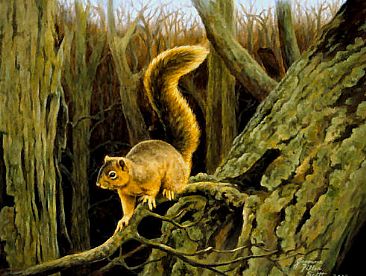 Fox Squirrel - Fox Squirrel by Jeanne Filler Scott