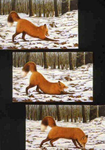 A Foxy Stretch  - Red Fox by Jeanne Filler Scott