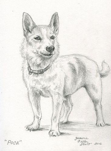 Poca - Dog by Jeanne Filler Scott