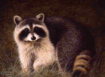 Little Ringtail - Raccoon by Jeanne Filler Scott