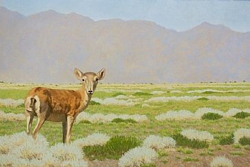 Watchful (Saiga Antelope) - Saiga Antelope (Saiga tartarica mongolica) by Susan Fox