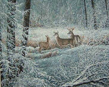 Winter lace - Whitetail deer by William Berge