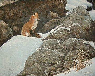 Fox in the rocks - Red fox by William Berge