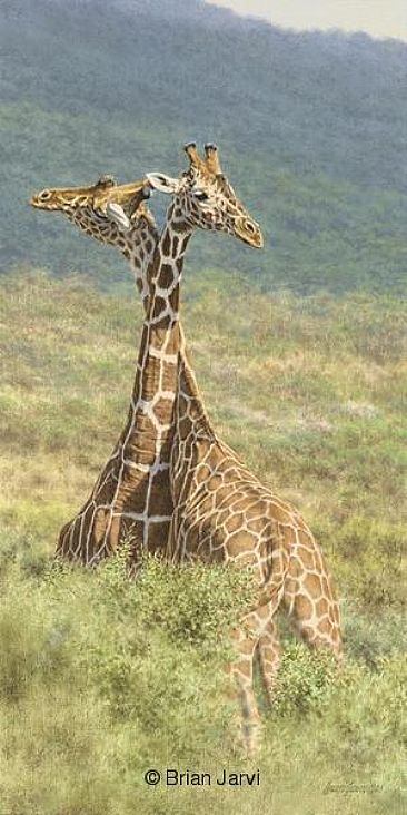Reticulated - Giraffes by Brian Jarvi