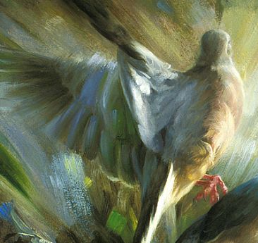 Mourning Dove Flight (close-up) -  by Jay Johnson