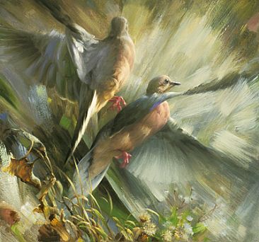 Mourning Dove Flight -  by Jay Johnson