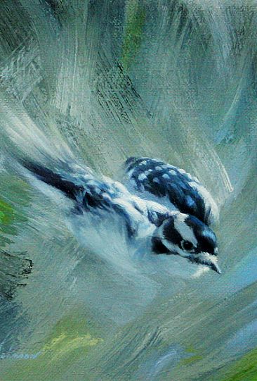 Downy Woodpecker (close-up) -  by Jay Johnson
