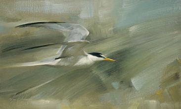 Least Tern Flight -  by Jay Johnson