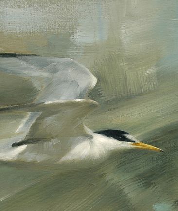 Least Tern Flight (close-up) -  by Jay Johnson