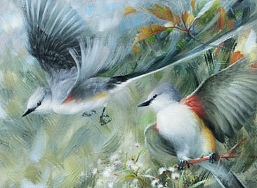 Scissor-tailed Flycatchers -  by Jay Johnson