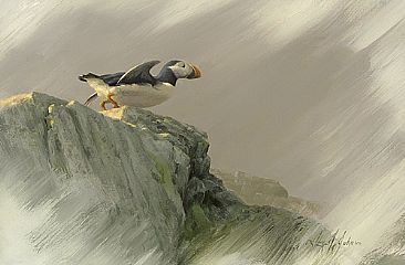 Puffin Rock - Atlantic Puffin by Jay Johnson