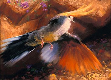 Western Dove - Inca Dove by Jay Johnson