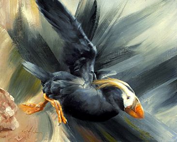 Puffin Flight - Tufted Puffin by Jay Johnson