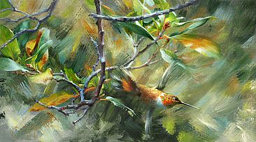 Rufous Hummingbird -  by Jay Johnson