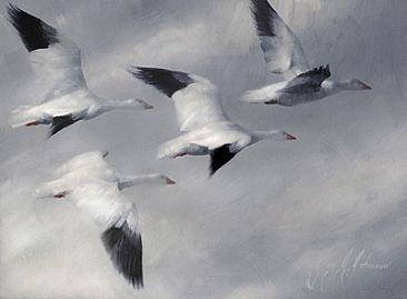 Snow Geese -  by Jay Johnson