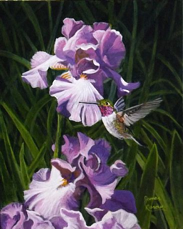 Anna's Hummingbird - Hummingbird by James Kiesow