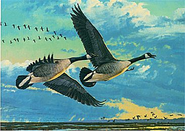 Heading Out - Canada Geese by Robert Kray