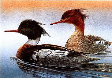 Red Breasted Merganser - Red Breasted Mergansers by Robert Kray
