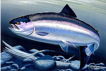Steelhead - Steelhead Salmon by Robert Kray