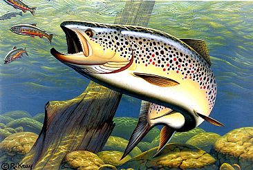 Sudden Fury - Brown Trout by Robert Kray