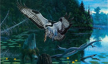 American  Osprey - Osprey by Robert Kray