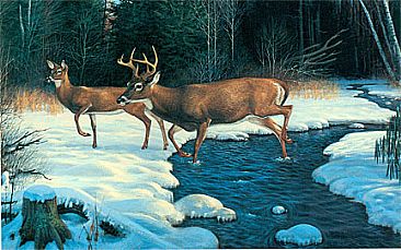 Secret Crossing - Whitetail deer by Robert Kray