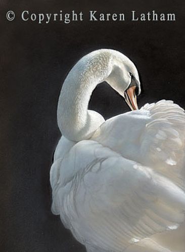 Mute Swan Preening - Mute Swan by Karen Latham
