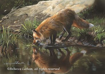 Beside Still Waters - Red Fox - Red Fox by Rebecca Latham