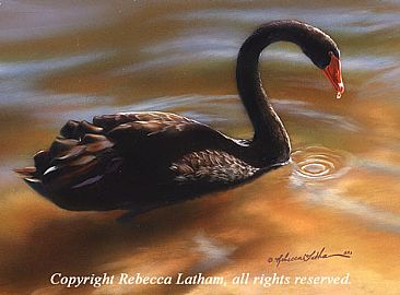 Black Tranquility - Black Swan by Rebecca Latham