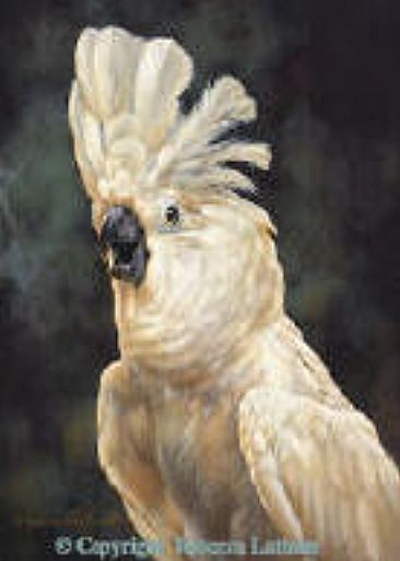 Cockatoo Talk - White Cockatoo by Rebecca Latham