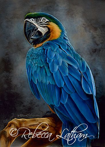 Exotic Brilliance - Blue and Gold Macaw - Blue and Gold Macaw by Rebecca Latham