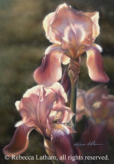 Sunlit - Irises - Iris by Rebecca Latham